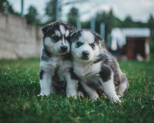 How to Groom Double Coated Dogs