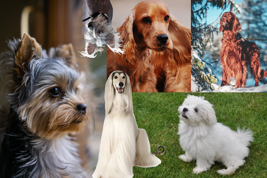 How to Groom Silky Coated Dogs