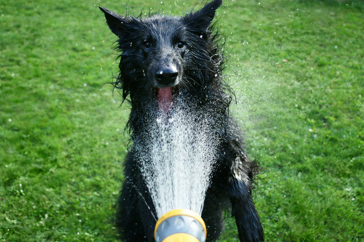 Professional Grooming Shampoos