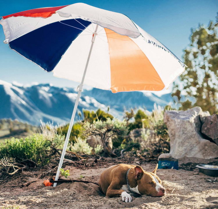 Dog having a nap in the mountains under a parasol