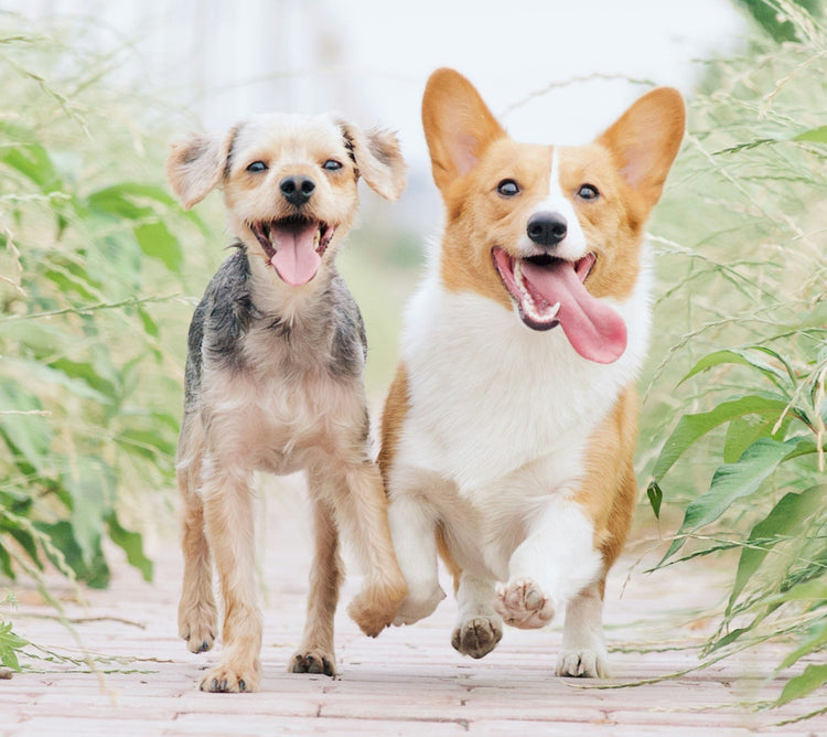 Dermatological skin care for pets