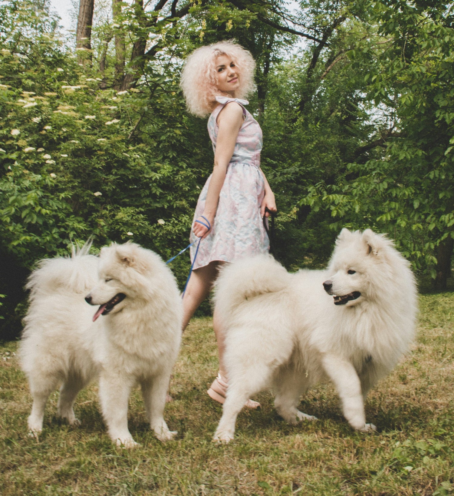 A blonde women walking with two big white dogs
